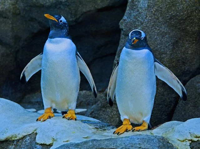 Penguins-136.jpg
