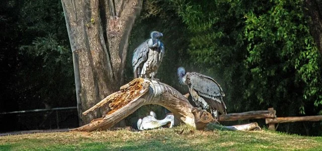 FW Zoo-127.jpg