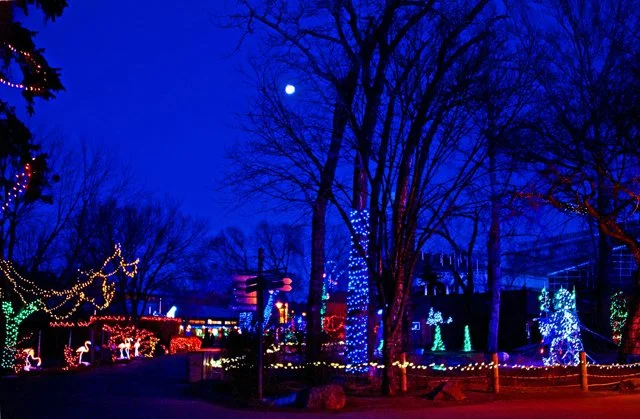 Zoolights-125.jpg