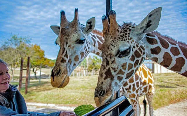 Fossil Rim-188.jpg