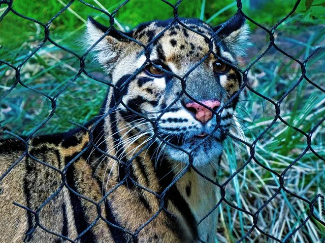 FW Zoo-047.jpg