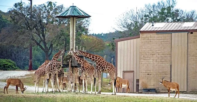 Fossil Rim-215.jpg