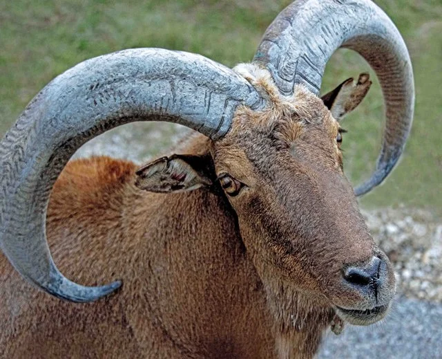 Fossil Rim-229.jpg