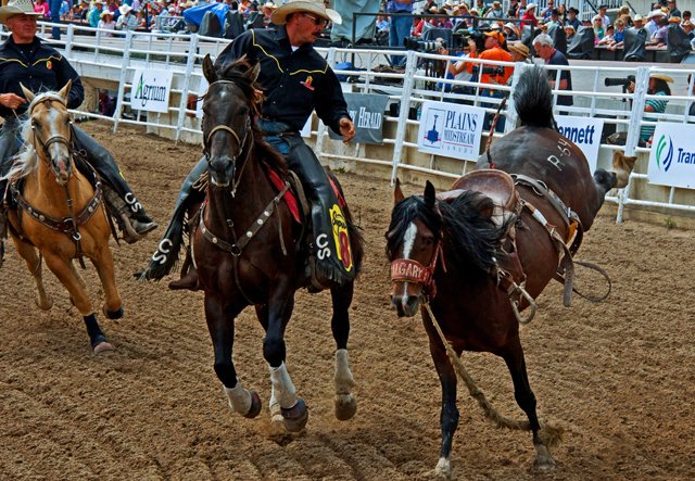 Rodeo-083.jpg