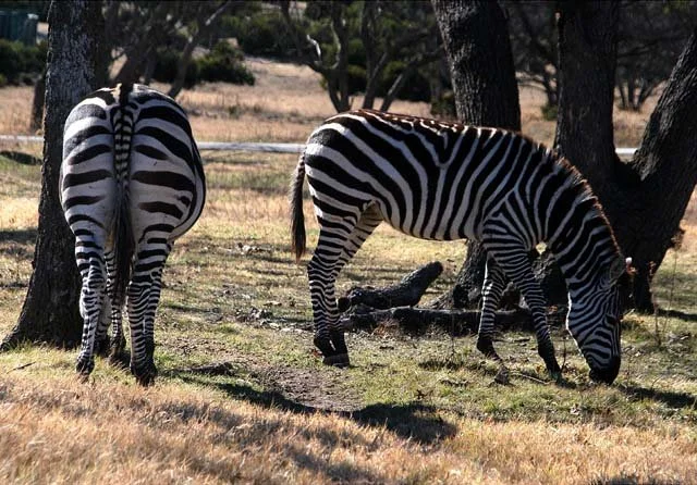 2003 Fossil Rim-187.jpg