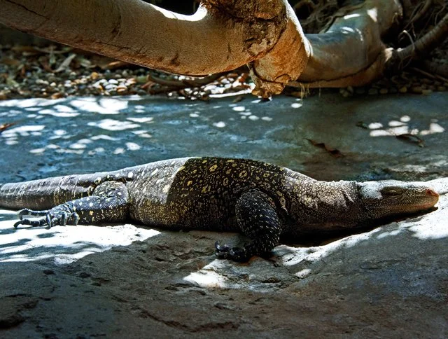 2011 Calgary Zoo-340