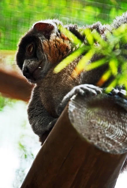 2011 Calgary Zoo-260