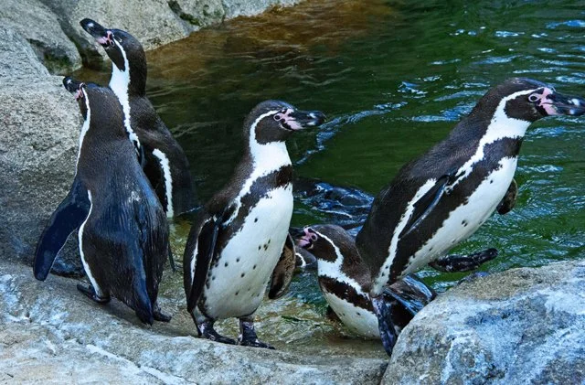 2012 Penguin Plunge-210