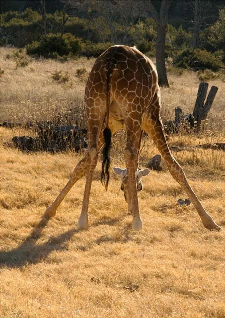 2003 Fossil Rim-059.jpg