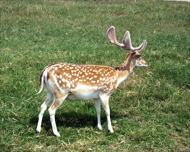 2001 Fossil Rim-071.jpg