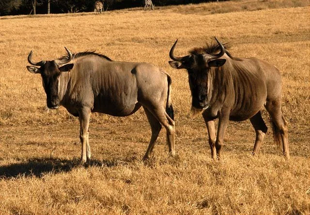 2003 Fossil Rim-092.JPG
