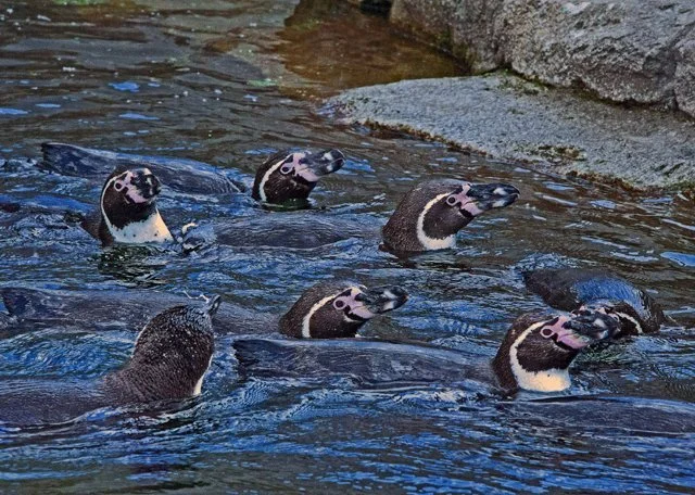 2012 Penguin Plunge-200