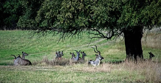 Fossil Rim-306.jpg
