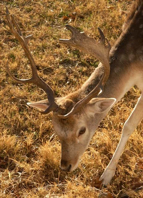 2003 Fossil Rim-045.JPG