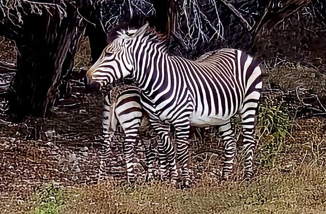 Fossil Rim-324.jpg