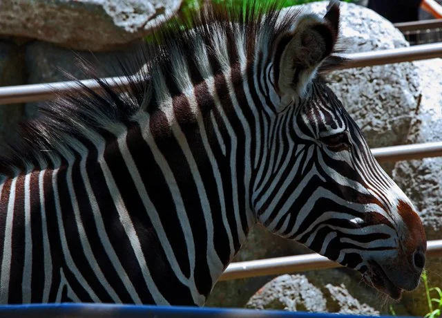 2011 Calgary Zoo-210