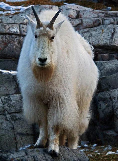 2012 Calgary Winter-090