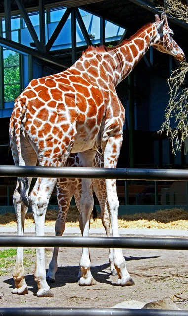 2011 Calgary Zoo-160