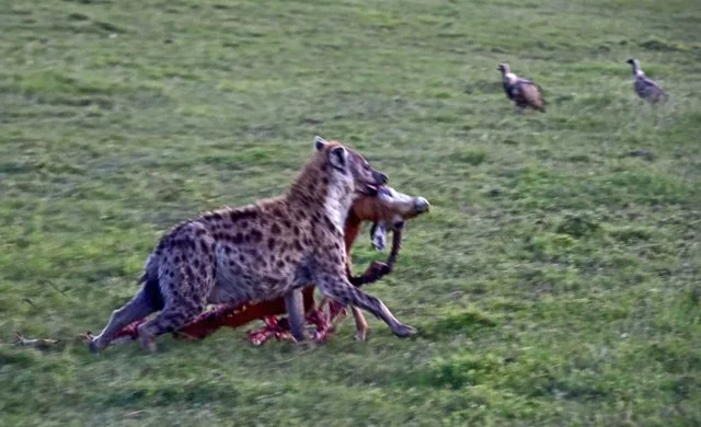 2020 Jackels, Hyenas-020