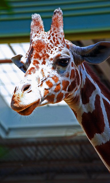 2011 Calgary Zoo-170