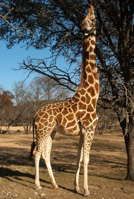 2003 Fossil Rim-179.jpg