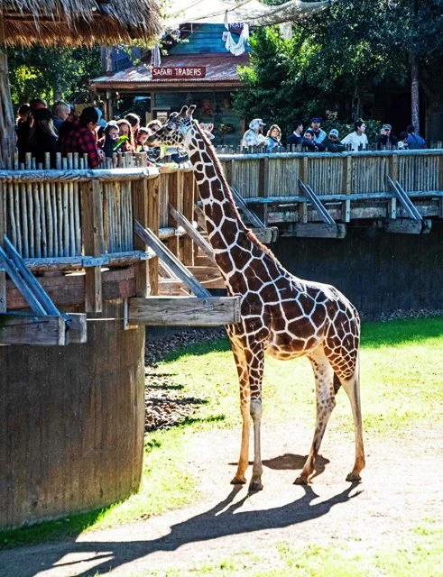FW Zoo-121.jpg