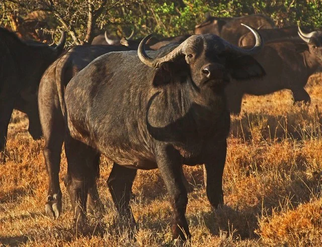 Cape Buffalo-010