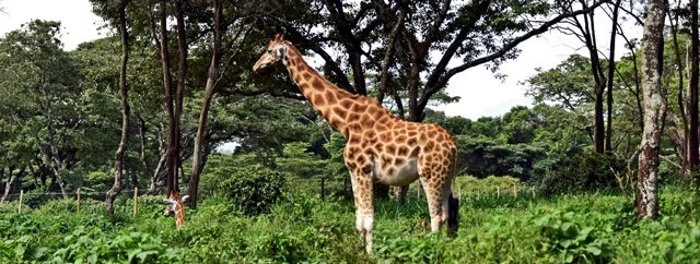 2020 Giraffe-010