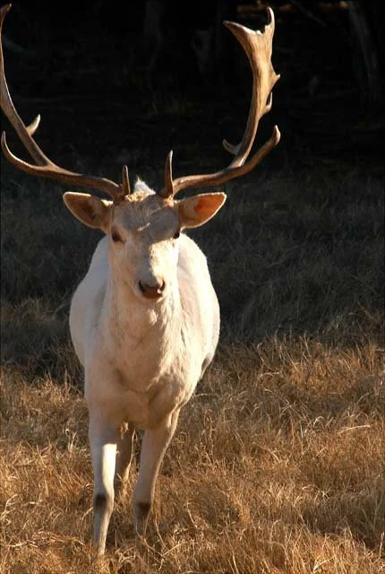 2003 Fossil Rim-129.JPG