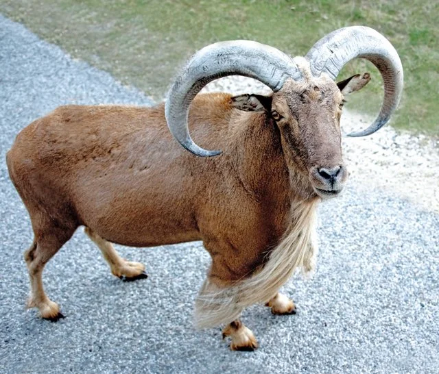 Fossil Rim-227.jpg