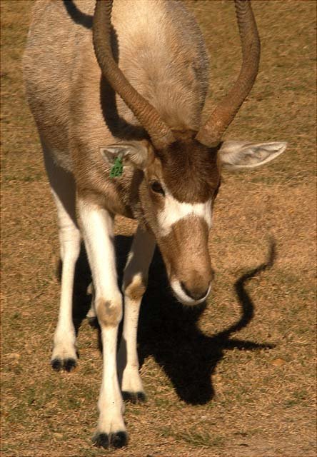 2003 Fossil Rim-138.JPG