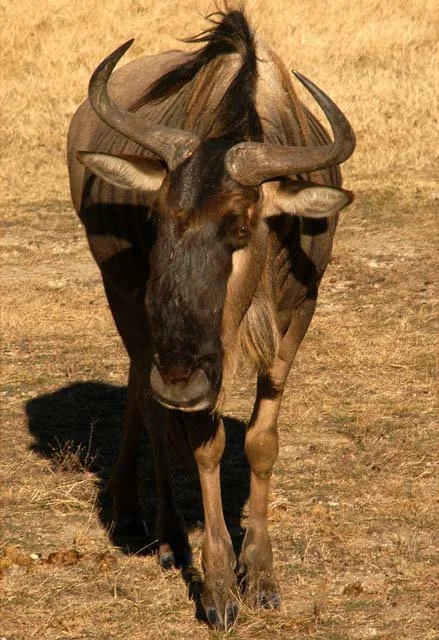 2003 Fossil Rim-080