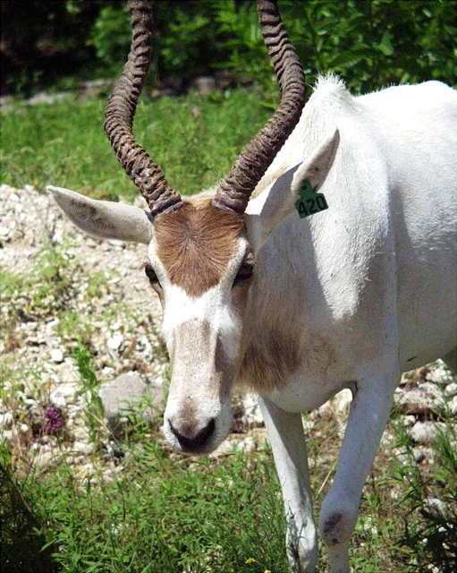 2001 Fossil Rim-007.jpg