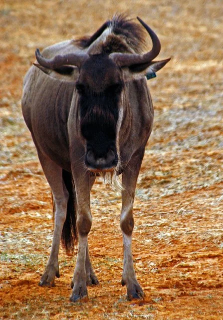 Fossil Rim-153.jpg