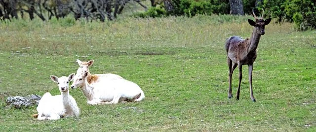 Fossil Rim-222.jpg
