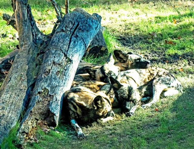 FW Zoo-085.jpg