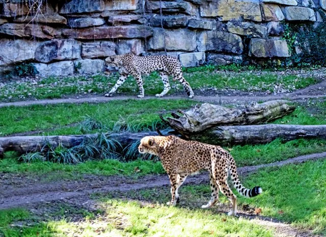 FW Zoo-073.jpg