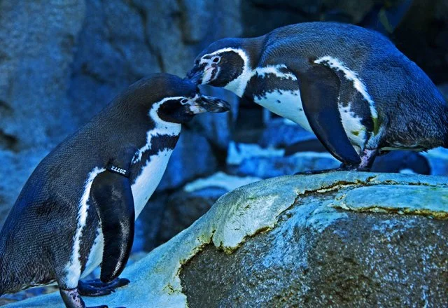Penguins-195.jpg