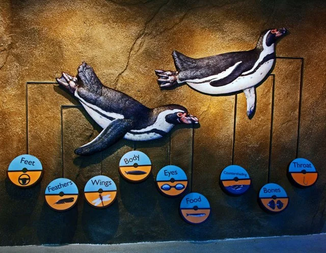 Penguins-031.jpg