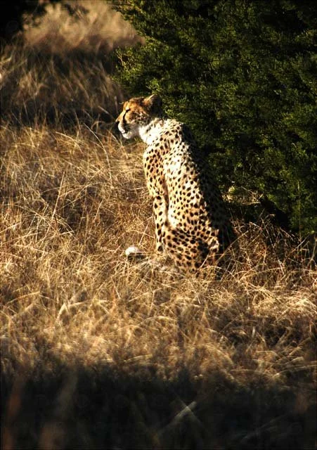 2003 Fossil Rim-023.jpg