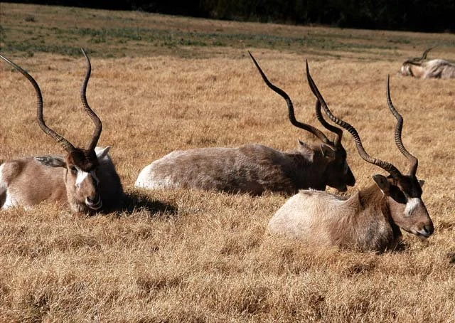 2003 Fossil Rim-173.jpg