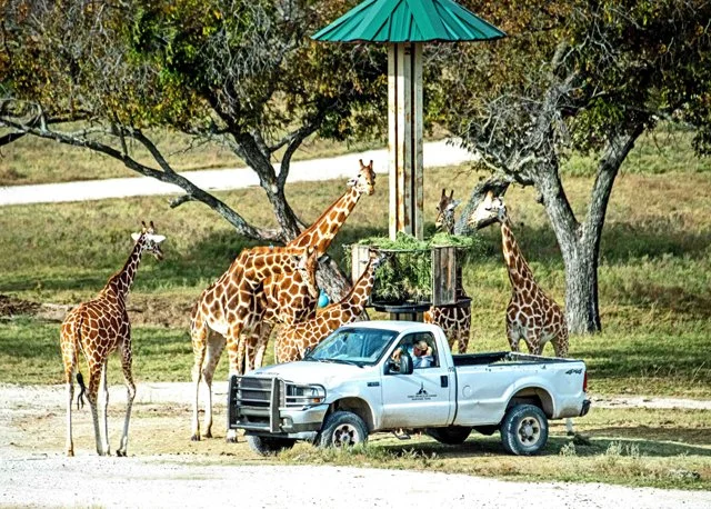 Fossil Rim-153.jpg