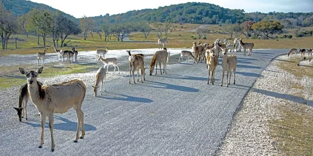 Fossil Rim-096.jpg