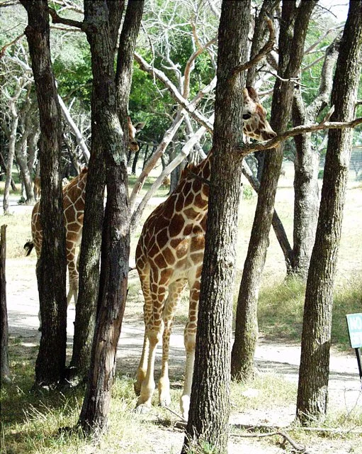 2001 Fossil Rim-059.jpg
