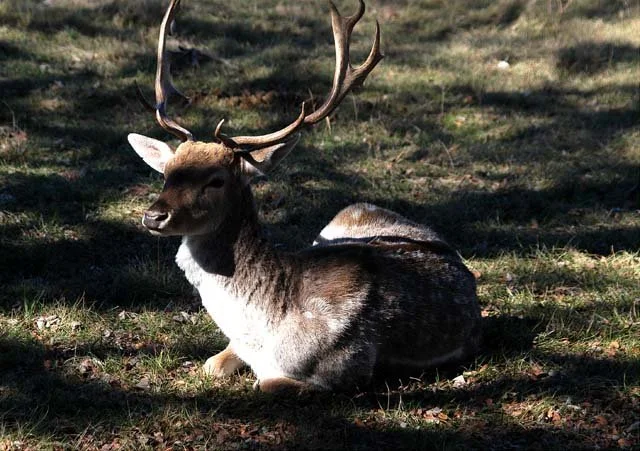 2003 Fossil Rim-189.jpg