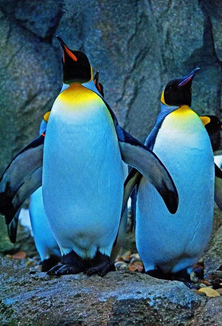Penguins-049.jpg