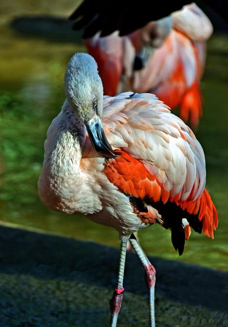 FWZoo-028.jpg