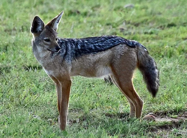 2020 Jackels, Hyenas-030