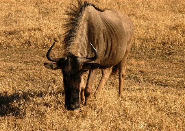 2003 Fossil Rim-097.JPG
