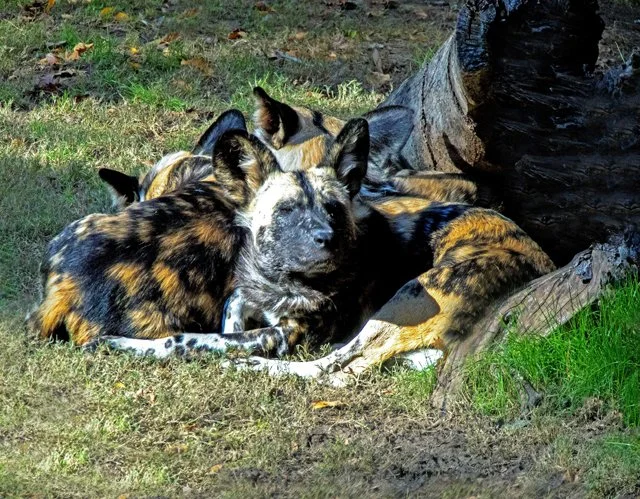 FW Zoo-088.jpg